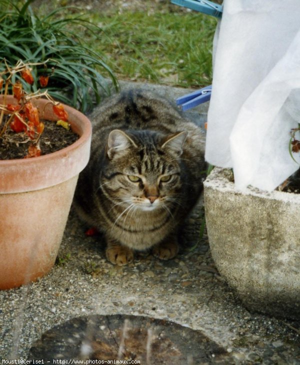 Photo de Chat domestique