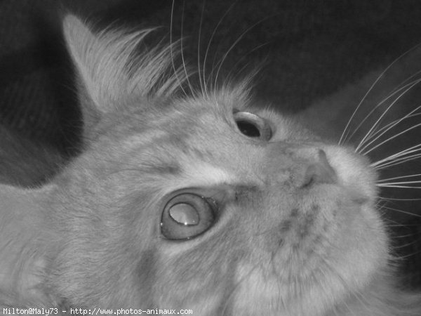 Photo de Maine coon