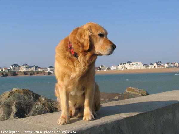 Photo de Golden retriever