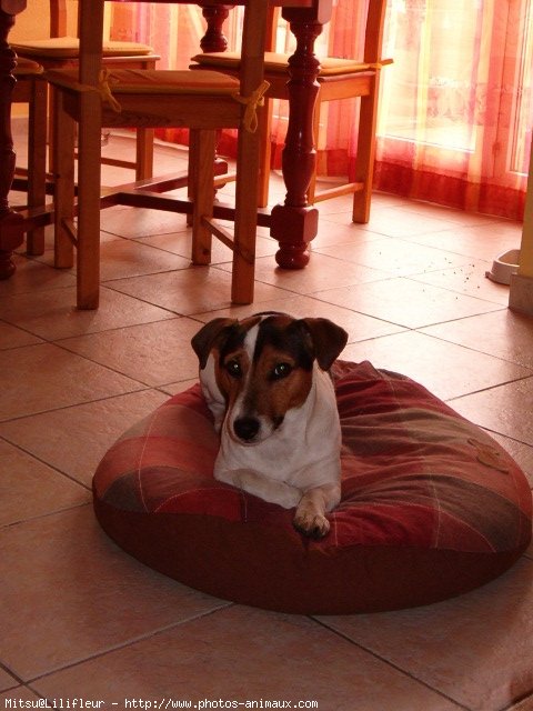 Photo de Jack russell terrier