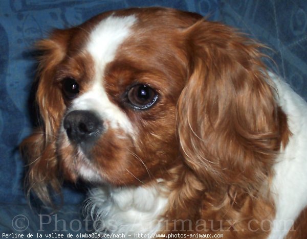 Photo de Cavalier king charles spaniel