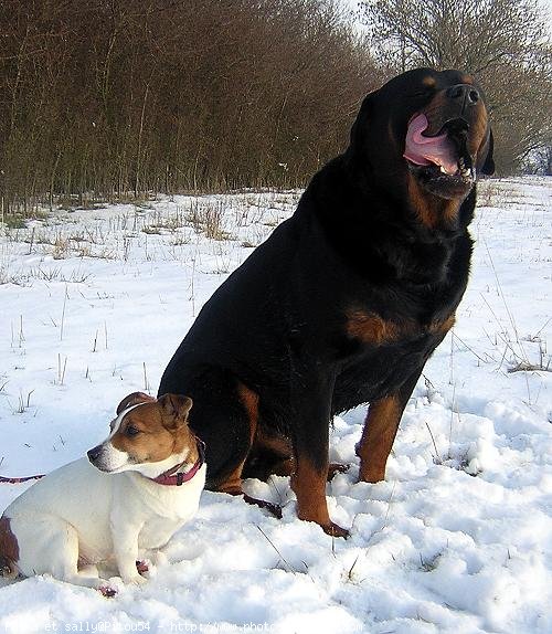 Photo de Rottweiler