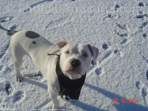 Photo d'American staffordshire terrier