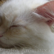 Photo de Ragdoll