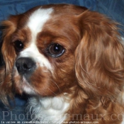 Photo de Cavalier king charles spaniel