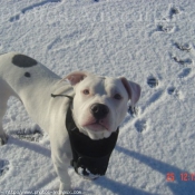 Photo d'American staffordshire terrier