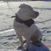 Photo d'American staffordshire terrier