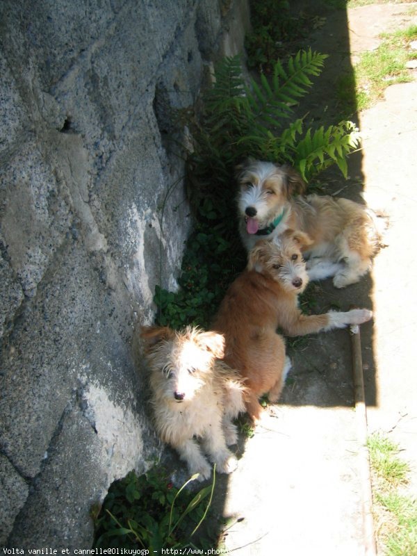 Photo de Coton de tulear