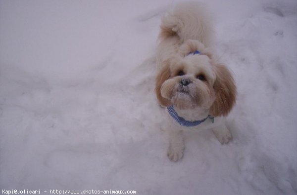 Photo de Lhassa apso