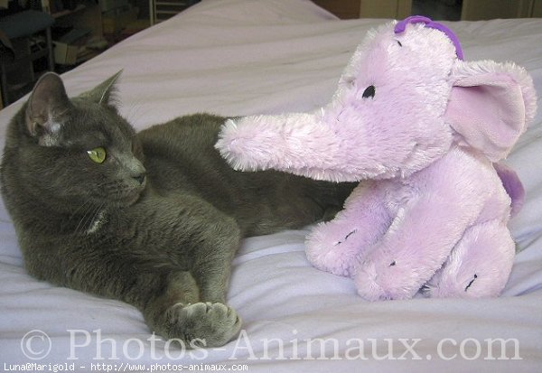 Photo de Chartreux