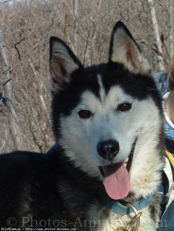 Photo de Husky siberien