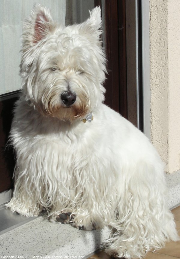 Photo de West highland white terrier