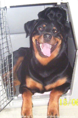 Photo de Rottweiler