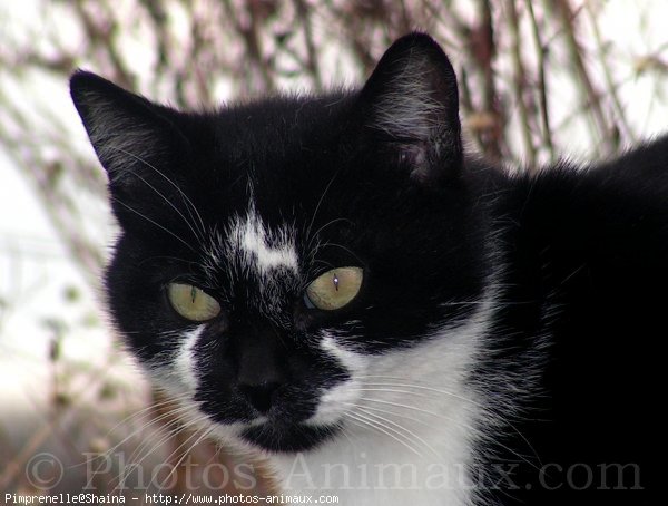 Photo de Chat domestique