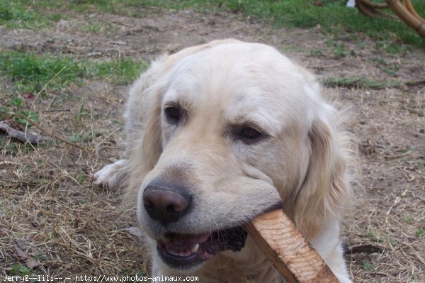 Photo de Golden retriever