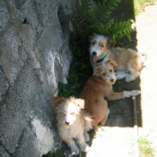 Photo de Coton de tulear