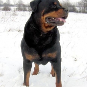 Photo de Rottweiler