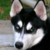 Photo de Husky siberien