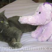 Photo de Chartreux