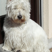 Photo de West highland white terrier