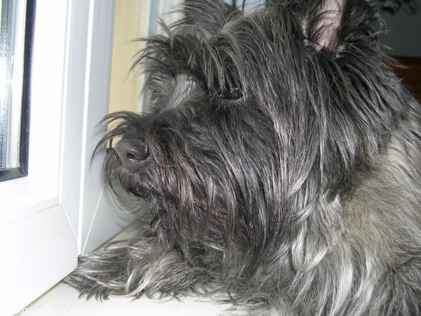 Photo de Cairn terrier