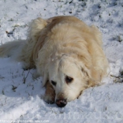 Photo de Golden retriever