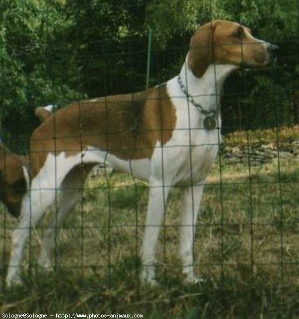 Photo de Chien courant suisse - courant bernois