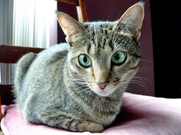 Photo d'Ocicat