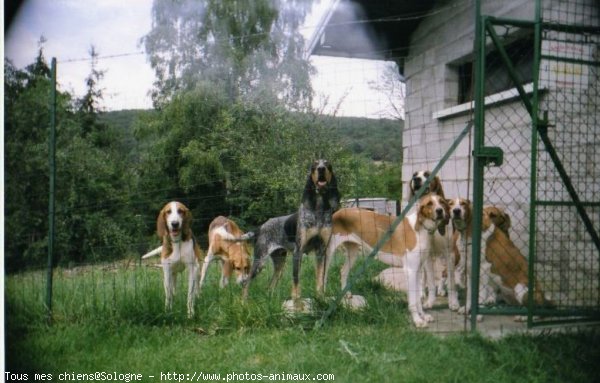 Photo de Chien courant suisse - courant bernois