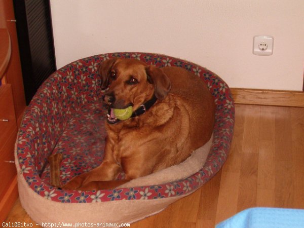 Photo de Rhodesian ridgeback