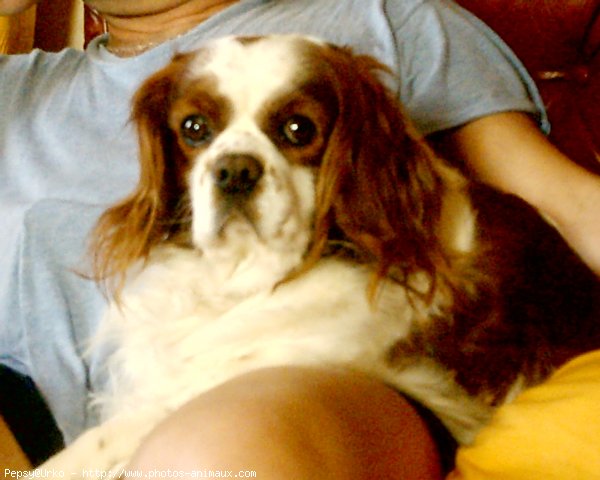 Photo de Cavalier king charles spaniel