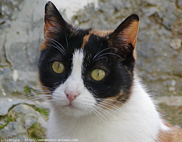 Photo de Chat domestique