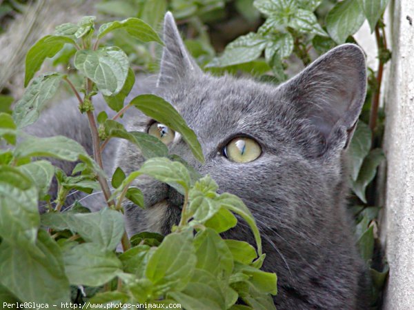 Photo de Chat domestique