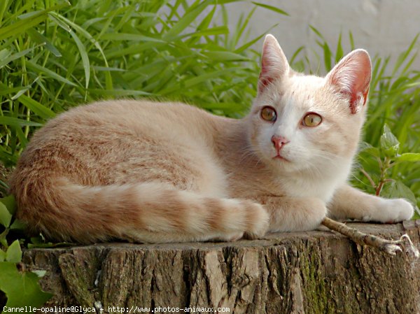 Photo de Chat domestique