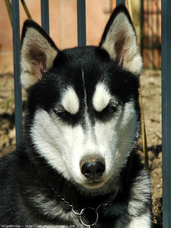 Photo de Husky siberien