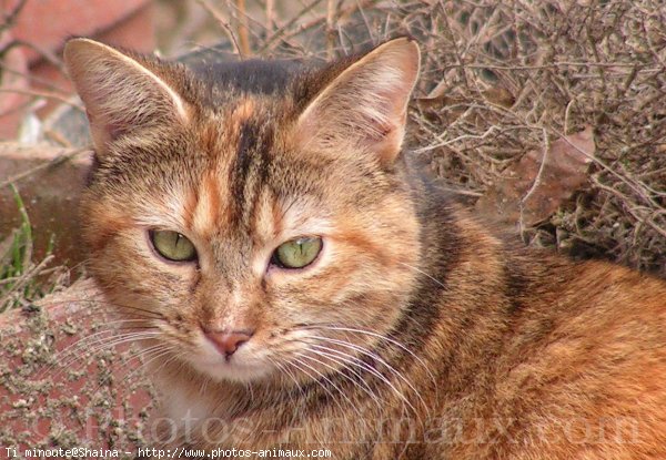 Photo de Chat domestique