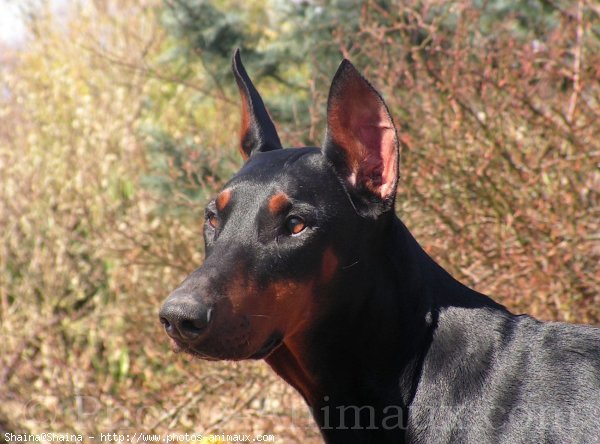 Photo de Dobermann