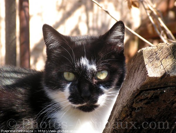 Photo de Chat domestique