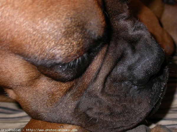 Photo de Boxer