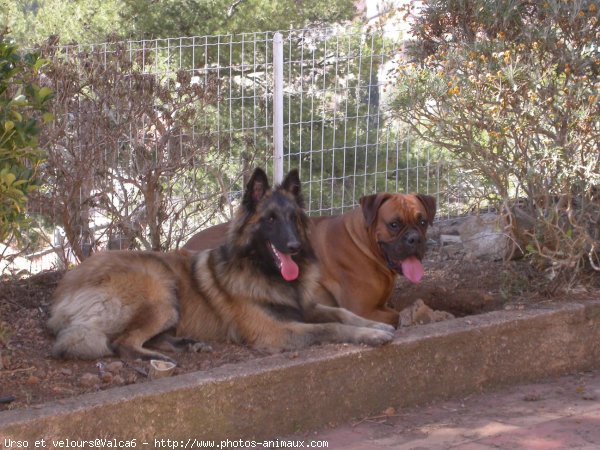 Photo de Races diffrentes