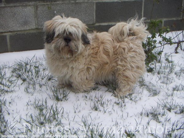 Photo de Lhassa apso