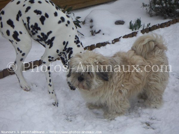 Photo de Races diffrentes