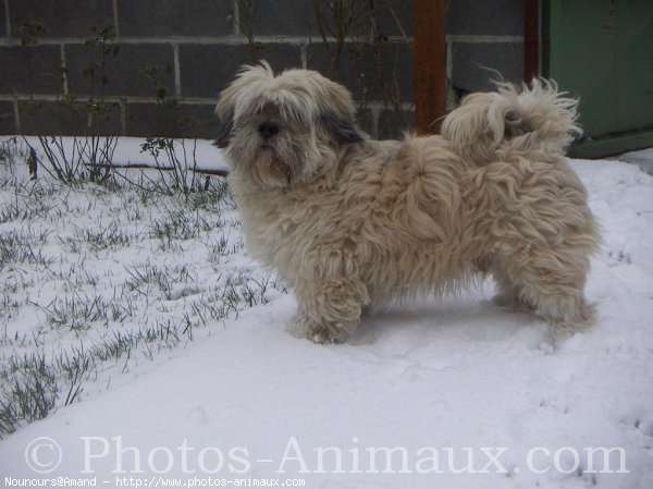 Photo de Lhassa apso