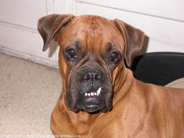 Photo de Boxer