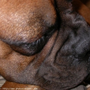 Photo de Boxer