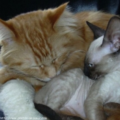 Photo de Cornish rex