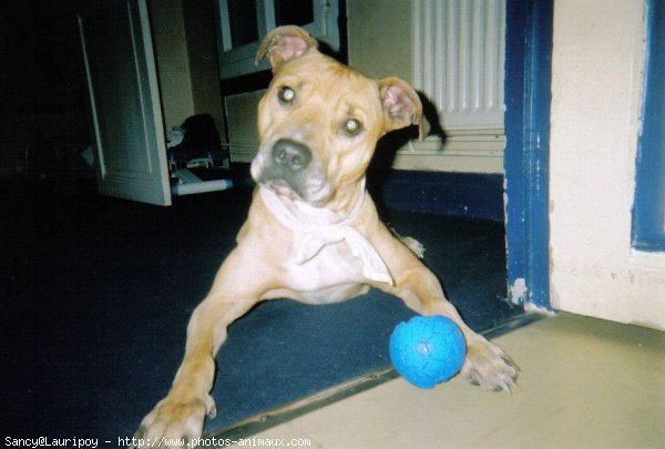 Photo d'American staffordshire terrier