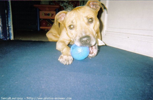 Photo d'American staffordshire terrier