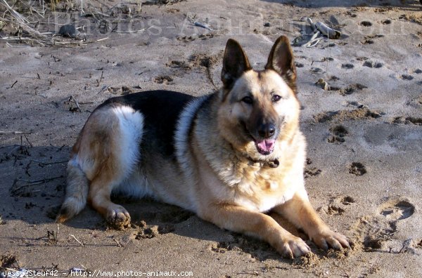 Photo de Berger allemand  poil court