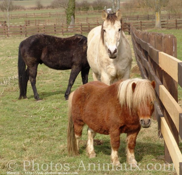 Photo de Races diffrentes